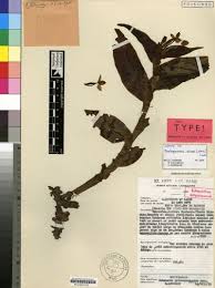 Image result for Habenaria huillensis