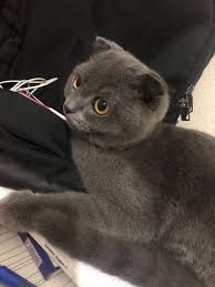 Mavili Pet Shop Scottish Fold British Shorthair Ingiliz Facebook
