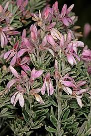Image result for Indigofera pseudodyeri