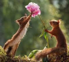 هل تعلم ان ذكر السنجاب يهدي انثى السنجاب الورود دائما زهرة الكرز Ecureuil Mignon Animaux Insolites Photo Animaux