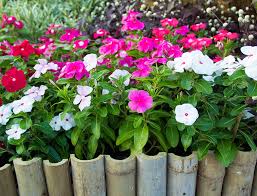 4.1 out of 5 stars 17. Catharanthus Roseus Guide How To Care For Madagascar Periwinkle