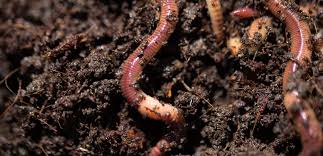 vermicompost ile ilgili gÃ¶rsel sonucu