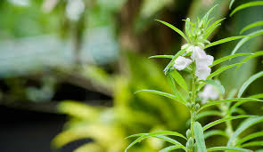 Image result for Pedaliaceae