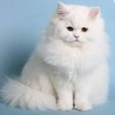 Check spelling or type a new query. A Cute Cat Persian Cat Doll Face Persian Cats For Sale Persian Cat