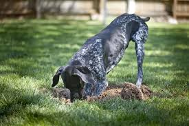 How to repel stray dogs and keep neighbors' dog off my lawn! Pin On Sampson And Sugar
