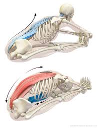 Stretching The Erector Spinae In Paschimottanasana Yoga Muscles Yoga Anatomy Yoga Postures