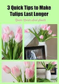 Use fresh, cold water with no additives. 3 Quick Tips To Make Tulips Last Longer Roots North South