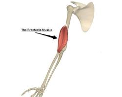 Brachialis muscle resmi