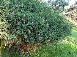 Image result for Melaleuca decussata