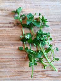 Pin Auf Wild Und Wiesenkrauter