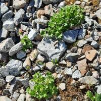 Image result for Ranunculus  cooleyae