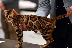 A wide variety of bengal cats pets options are available to you, such as plastic, rubber, and silicone. Top 17 Least Shedding Cat Breeds Cattime