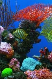 Mewarnai pemandangan bawah laut gambar mewarnai com 14. 98 Best Pemandangan Dasar Laut Ideas Tapak Sulaiman Haiwan Peliharaan Langit