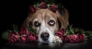 Jun 15, 2017 · rose care can be dangerous: Roses And Rover Are Roses Safe For Dogs