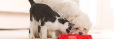 Highland veterinary clinic is a member of metropolitan veterinary hospital offering the most extensive and complete emergency animal care in northeast ohio. Glenrowan Veterinary Clinic