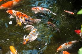 Can Koi Fish Be Kept In An Aquarium Waterworld Craze In 2020 Koi Fish Aquarium Koi Fish Care Fish