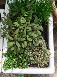 Belfast Sink Herb Garden Sage Thyme Chives Kitchen Sink Garden Belfast Chives Garden Herb Kitchen Belfast Sink Herb Garden Belfast Sink Belfast Sink Garden