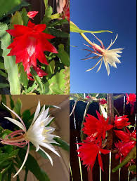 Image result for Epiphyllum oxypetalum
