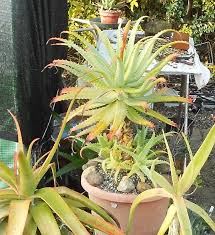 Image result for Aloe arborescens