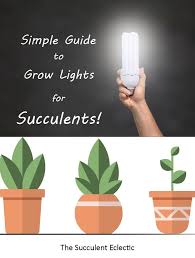 There are two main types of fluorescent bulbs: Grow Lights For Succulents A Simple Guide The Succulent Eclectic Grow Lights For Succulents Grow Lights For Plants Succulent Grow Light