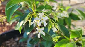 Image result for Trachelospermum jasminoides