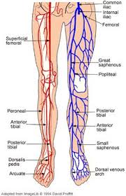 10 Best Leg Vein Solutions Images Varicose Veins Rosacea