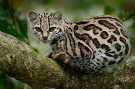 Check spelling or type a new query. All 40 Species Of Wild Cats And Where To See Them In The Wild