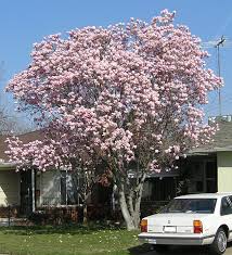 The saucer magnolia (magnolia x soulangeana) in the period of flowering is one of the more imposing beauty plants can enjoy the flower lover, thanks to the size, shape, color and abundance of its flowers. Ufei Selectree A Tree Selection Guide