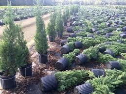 Research allisonville real estate market trends and find homes for sale. Wire Plant Stabilizer Nursery Plant Stabilizer Basket Better Bilt Products