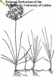 Image result for Cyperus sp.no.10