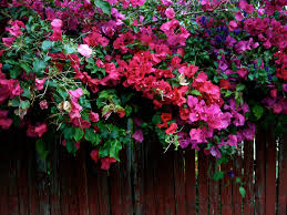 Discover the plant that best suits your garden. 7 Climbing Vines To Cover Up Your Ugly Fencing Architectural Digest