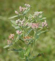 Image result for Pluchea bequaertii