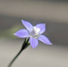 Native harebell (wahlenbergia gracilis) 100% nz owned & operated since 1997. Sprawling Bluebell Wahlenbergia Gracilis Weeds Of Melbourne