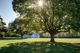 Trees add a lot to your landscape. Provo Power Giving Away Shade Trees Deseret News