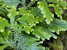 Image result for Selaginella tenerrima