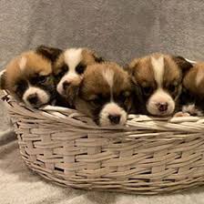 Pembroke welsh corgi puppies for sale, we carry variety breed from toy to large breeds here. Akc Pembroke Welsh Corgi Breeder Bison Ridge Corgis