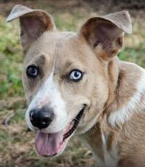 Companion pet rescue & transport of w. 14 Australian Shepherd Mixes Working Dogs With Hearts Of Gold Puppy Training German Shepherd Puppies Training Australian Shepherd