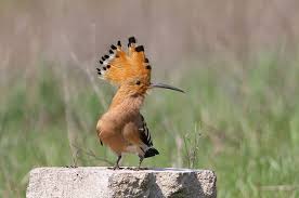 Maybe you would like to learn more about one of these? V Krivom Roge Zapechatleli Krasavca Udoda Dnepr Vechernij Novosti Dnepra