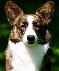 Laura johnson has cardigan welsh corgi puppies for sale in new london, mn on akc puppyfinder standard bronze bronze gold gold platinum platinum silver silver standard be_ixf; 11 Cardigan Corgis Ideas Cardigan Corgi Cardigan Welsh Corgi Corgi Dog