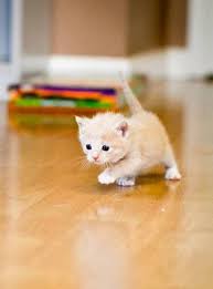 Reminds Me Of My Kitten When She Was Just A Baby Kittens Cutest Cute Baby Animals Baby Cats