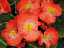 Image result for begonia semperflorens