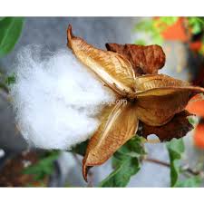 Image result for Gossypium