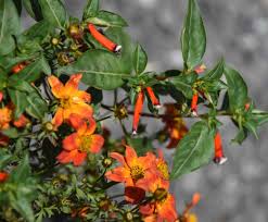 Image result for Cuphea