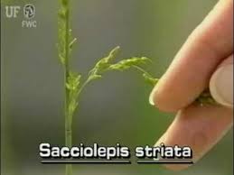 Image result for Sacciolepis