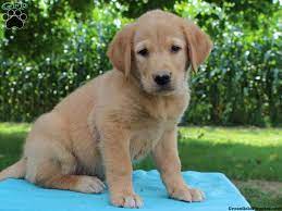 Some of the pups on our list are recognized by the american canine hybrid club; Golden Retriever Mix Puppies For Sale Greenfield Puppies Golden Retriever Mix Puppies Golden Retriever Retriever Puppy