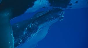 Baby Whale Drinks From Mother S Milk Love Nature Whale Baby Whale Water Mammals