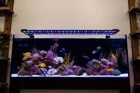 Current Usa 72 Orbit Marine Ic Pro Led Fixture W Loop 144 Watts Champion Lighting Supply