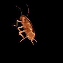 We did not find results for: Cockroach Cam Gifs Tenor