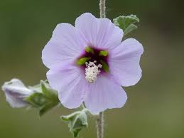 Hibiscus is toxic to dogs, cats and horses, according to the aspca. Hibiscus Plants Flowers All You Want And Need To Know All Things Flowers Blog By Sydney Florists Flowers Across Sydney