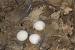 Size Barn Owl Eggs